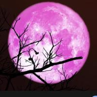 PiNk MoOnLiGhT  ??