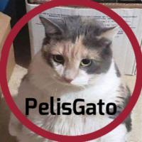 Change your avatar