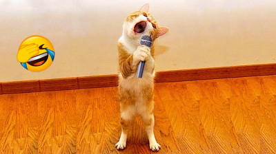 Videos graciosos de animales