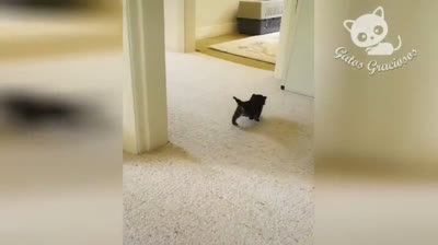 Vídeos engraçados de gatos | Edição 2024