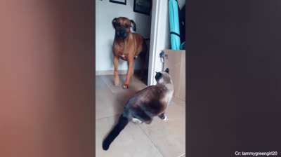 Chats contre chiens, Qui va gagner?