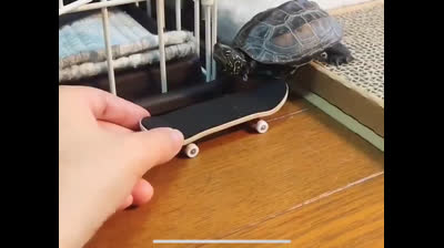 Tortue faisant du skateboard