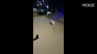 ¡Mascotas Graciosas en Plena Locura!