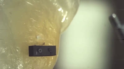 Belleza en Cámara Lenta: El Mundo en Movimiento