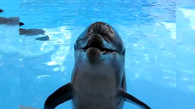 Delfines Juguetones: Risas y Diversión en el Mar