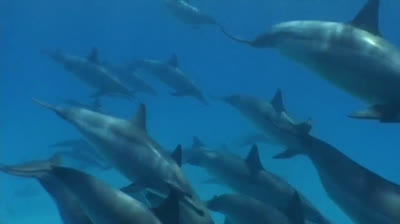 Bailando con Delfines: Una Fiesta Submarina