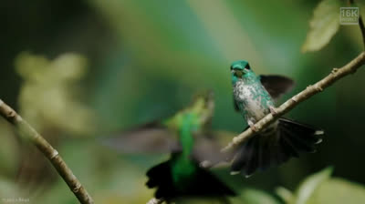 Deteniendo el Tiempo: Instantes Infinitos en Slow Motion