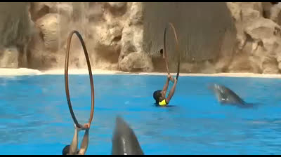 Delfines Saltarines: Acrobacias en el Océano