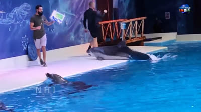 Travesuras bajo el Sol: Delfines Divirtiéndose al Aire Libre