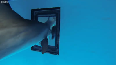 Delfines Curiosos: Explorando el Mundo con Alegría