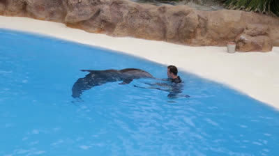 Delfines Acuáticos: Risas y Juegos en el Océano