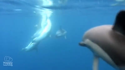 Delfines Bromistas: Travesuras bajo las Olas