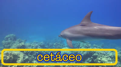 Delfines en Fiesta: Celebrando la Vida en el Mar