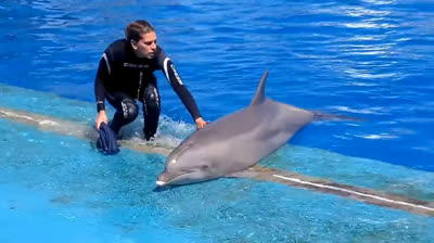 Delfines en Juego: Risas y Diversión bajo el Agua