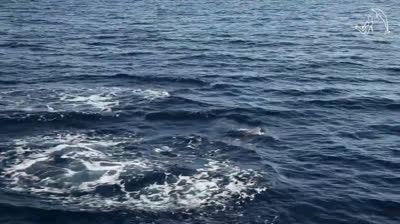 Delfines Saltarines: Divirtiéndose en las Olas