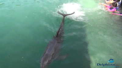 Delfines Traviesos: Travesuras bajo el Agua