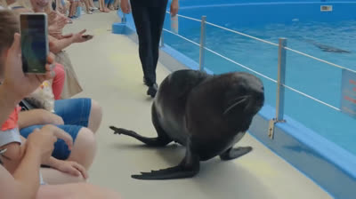 Juegos Acuáticos: Delfines Divirtiéndose en el Océano