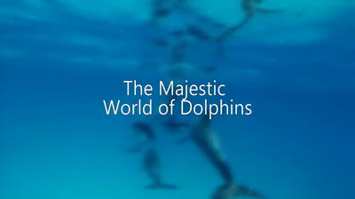 Delfines Juguetones: Travesuras en el Mar