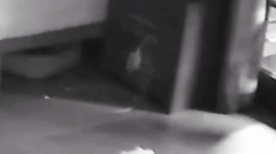 Pesadillas en Video: Terror Capturado por Cámaras de Vigilancia