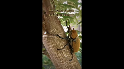 Escarabajo grande