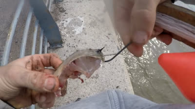 La Pasión por la Pesca: Travesías Inolvidables