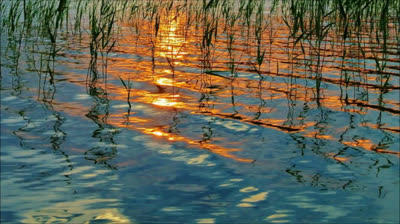 Susurros del Viento: Sonidos Relajantes del Bosque