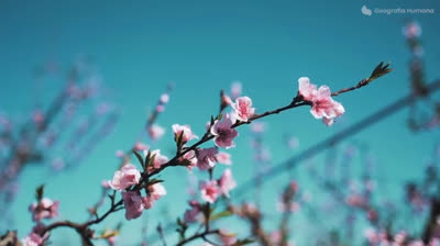 Senderos de Serenidad: Melodías para el Equilibrio