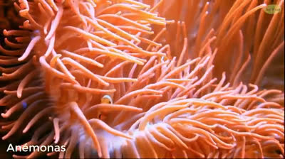 Fluir del Tiempo: Sonidos para la Paz Mental