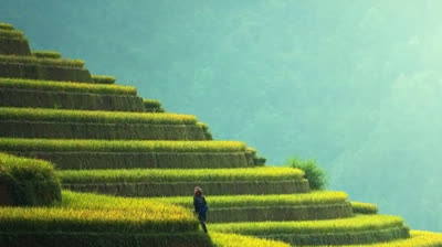 Susurros del Bosque: Sonidos para la Armonía