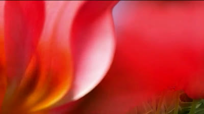 Bosque de Serenidad: Música para la Paz Profunda