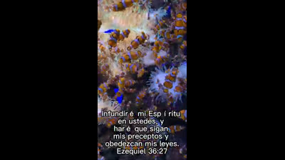 Cielo Interior: Melodías para la Elevación del Alma