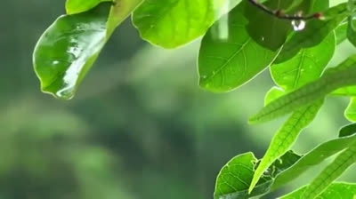 Melodías del Viento: Música para la Relajación Total