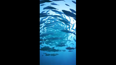 Paz en el Valle: Música para la Calma Profunda