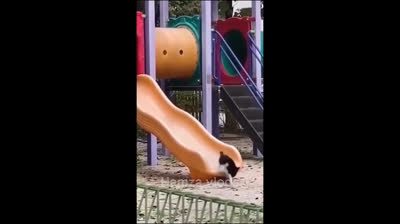 Caídas cómicas y momentos bochornosos: diversión asegurada