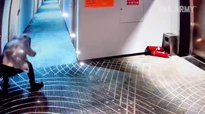 Caídas épicas y bromas pesadas: la fórmula perfecta para reír