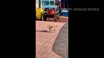 El lado divertido de la vida: risas aseguradas
