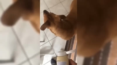 Recopilación de fails: risas y más risas