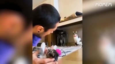 Desafíos absurdos y situaciones divertidas