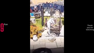 ¡Adiós al aburrimiento! Risas garantizadas con estos vídeos