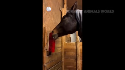 La comedia de la vida real: momentos hilarantes