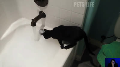 Compilación de risas: momentos épicos de diversión