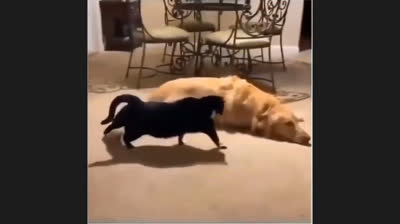 Risas en todas partes: momentos graciosos capturados en vídeo