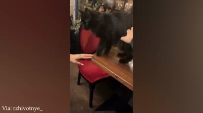 Humor viral: momentos cómicos que se vuelven virales