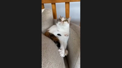 Compilación de momentos graciosos: risas garantizadas