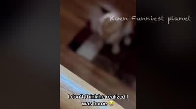 Compilación de momentos graciosos: risas garantizadas