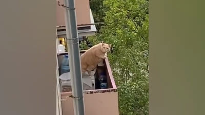 Humor viral: vídeos que te harán reír hasta llorar