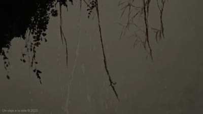 Siente la libertad en movimiento: Yoga fluido y dinámico