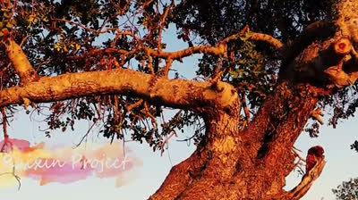 Yoga para la flexibilidad mental: Adaptabilidad en la vida