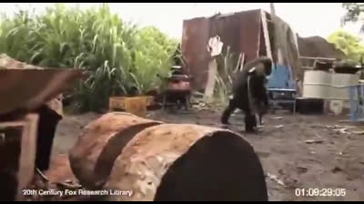 Singe tire sur des soldats avec une AK47