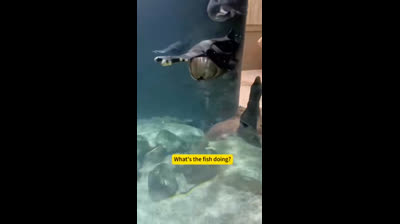 What is that big fish mouth doing wide open??